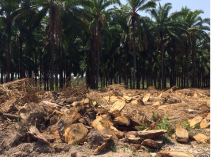 Wasted oil palm trees in Thailand