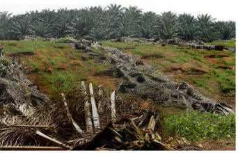 Wasted oil palm trees in Malaysia