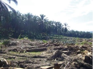 Rotting oil palm trunks