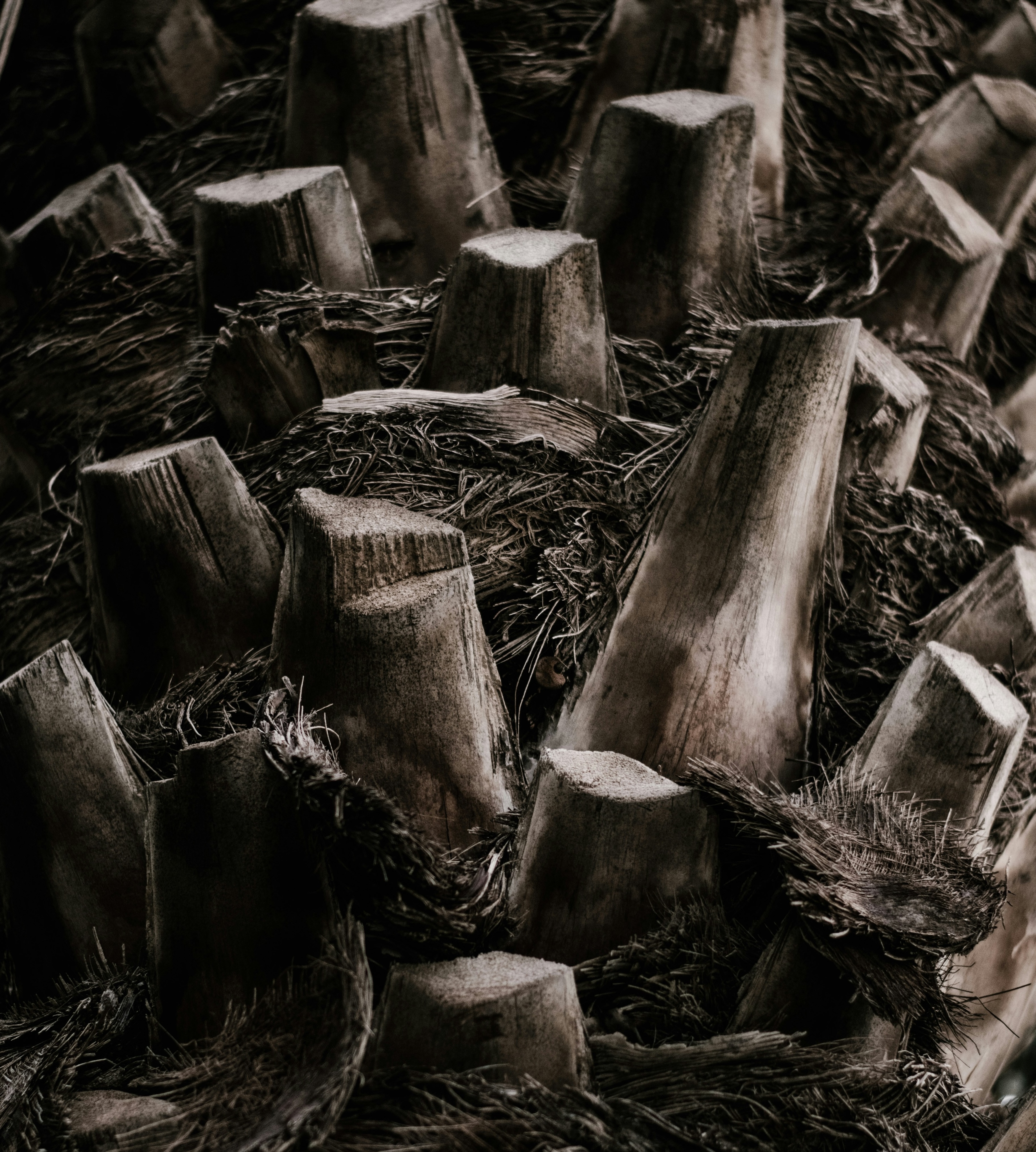 Palm wood transformation process